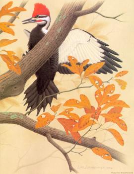 威廉 齊默曼 Pileated Woodpecker
